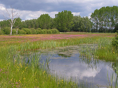 Am 2. Februar ist der "Tag der Moore und Feuchtgebiete"